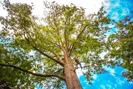 Best Storm Damage Tree Cleanup  in Kenwood Estates, FL