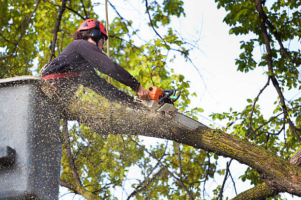 Leaf Removal in Kenwood Estates, FL