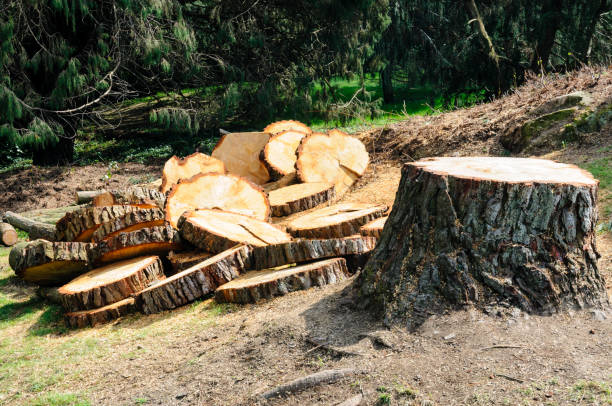 How Our Tree Care Process Works  in  Kenwood Estates, FL